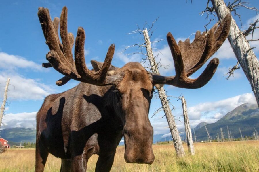 Alaska Wildlife Conservation Center: Admission Ticket - Souvenirs and local meaning: taking something home