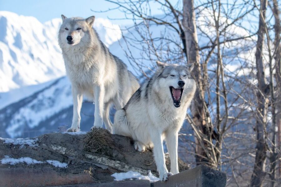 Alaska Wildlife Conservation Center: Admission Ticket - Your self-tour route: mastering the 1.5-mile loop