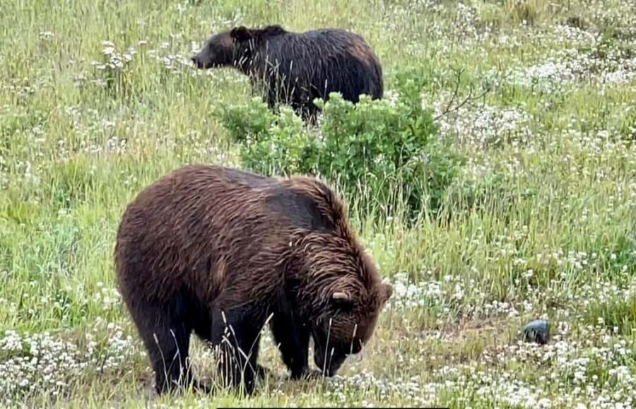 Anchorage: Bears, Beers, and Glacier Tour - Alaska Wildlife Conservation Center (AWCC): where the bears are the point