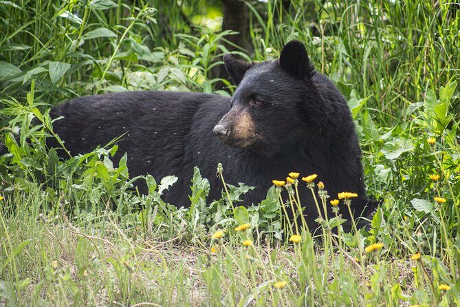 Anchorage to Seward Cruise Transfer & Wildlife Tour - Girdwood and the conservation center: your best odds for land mammals