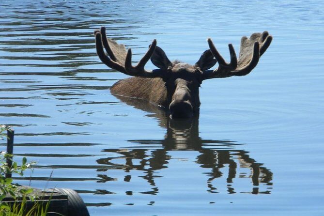 Anchorage to Whittier Cruise Transfer and Private Tour - Cruise transfer reality check: fitting the day to Whittier or Anchorage