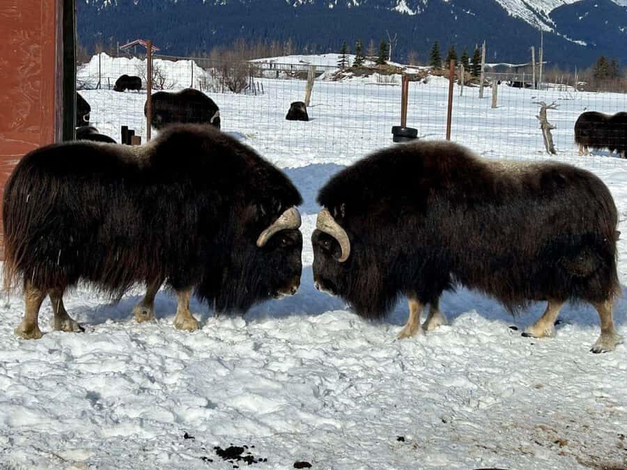 Anchorage: Wildlife Conservation Center & Portage Valley - The 4-hour loop that ties together big views and real conservation