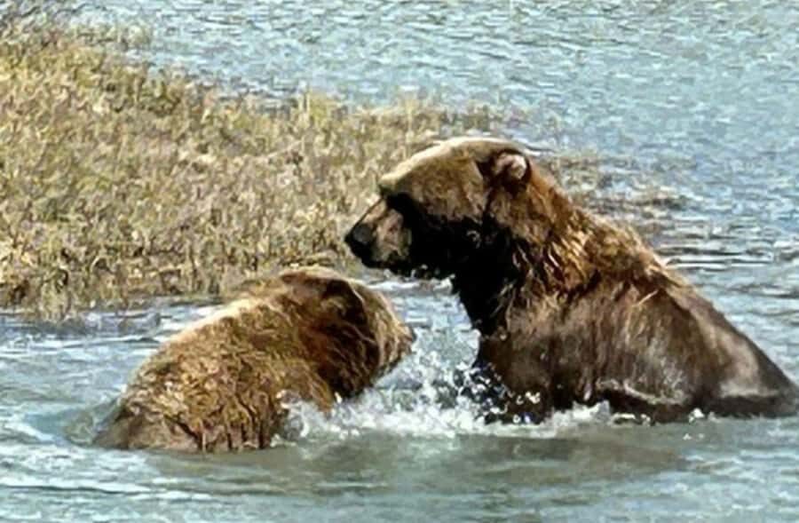 Anchorage: Wildlife Conservation Center & Portage Valley - Turnagain Arm: the drive where your guide watches for belugas and Dall sheep