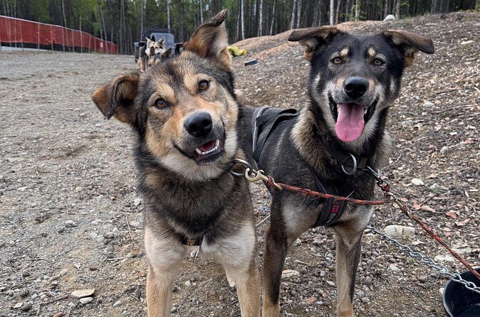Anchorage's Authentic Dog Sledding Experience - What to wear and what to expect physically