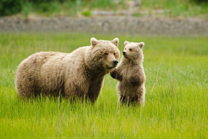 Bear Viewing Excursion and Airplane Adventure Tour - Key Highlights You’ll Actually Care About