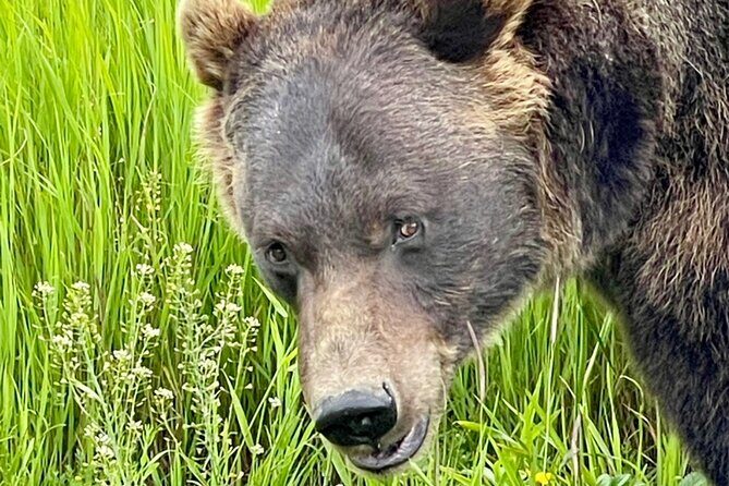 Bears & Beers Tasting Tour out of Anchorage - Alaska Wildlife Conservation Center: Bears, Explanations, and Good Sightlines