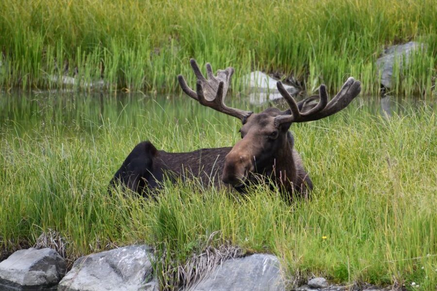 From Anchorage: Valley of Glaciers & Wildlife Center Tour - Beluga Point and Bird Point: Photo Stops You’ll Actually Use