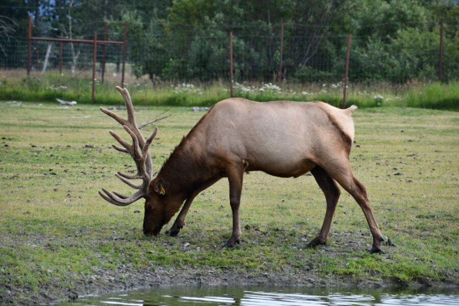 From Anchorage: Valley of Glaciers & Wildlife Center Tour - Hotel Pickup to Seward Highway: The Morning Van Ride Matters