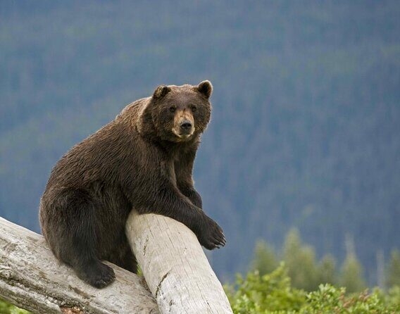 Glaciers and Wildlife: Super Scenic Day Tour from Anchorage - Key highlights to look for