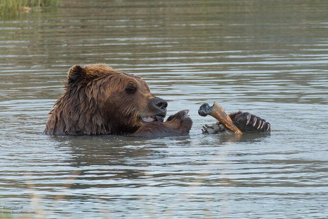 Glaciers and Wildlife: Super Scenic Day Tour from Anchorage - Turnagain Arm and Cook Inlet tides: the drive that’s more than just transit