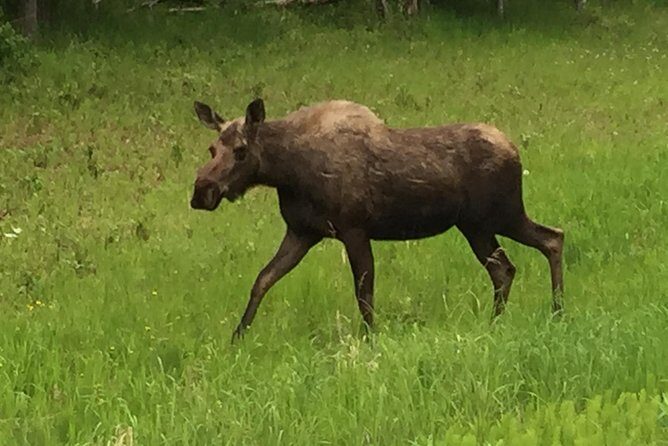 Stunning Turnagain Arm Tour: "A Must See Destination" - Turnagain Art Gallery: local craft and wood carvings that feel alive