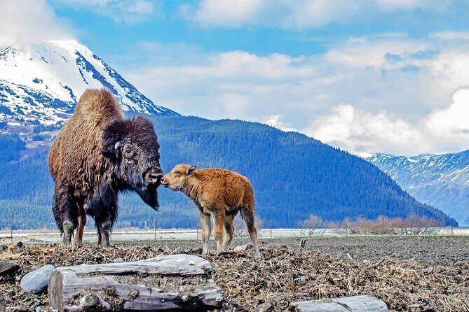 Turnagain Arm Sightseeing Experience and Wildlife Tour - Beluga Point: marine life viewing with photo-friendly calm