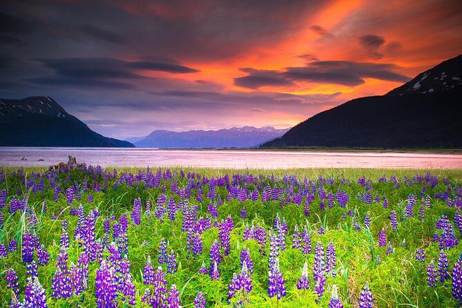 Turnagain Arm Tour - Coastal Wildlife Refuge to Beluga Point: the photo stops that steal the day
