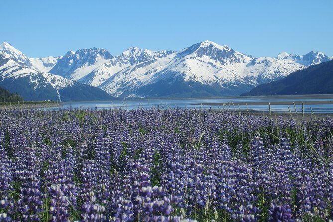 Wildlife and Glaciers with a walk in the Rainforest - Alaska Wildlife Conservation Center: why this stop feels different