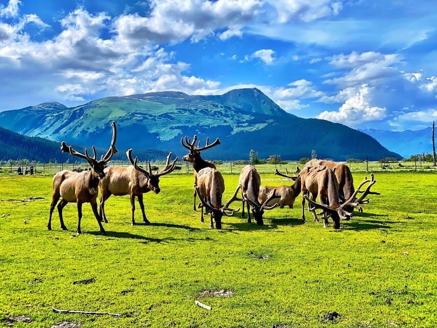 Wildlife Center with Lunch & Local Beer Sampling - Anchorage Pickup to Seward Highway: the Scenic Hour That Sets Your Mood