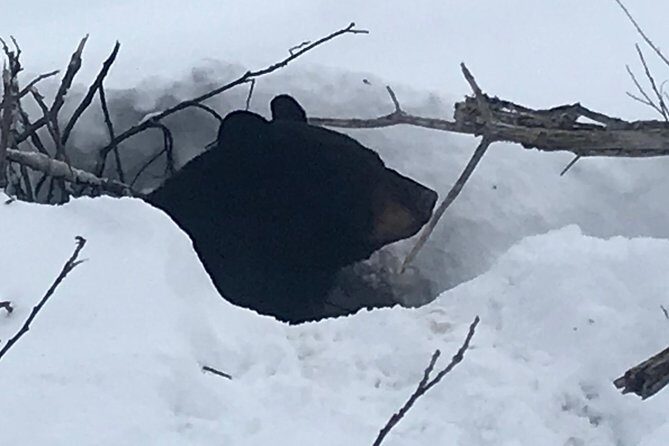 Winter - Wildlife & Turnagain Arm Tour - Winter logistics: what you should pack and how to make it easy